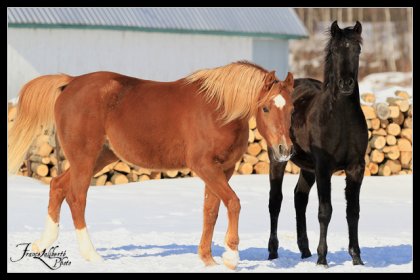 Padra et Kayla, aujourd'hui. :-)