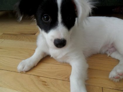 Bébé Rico