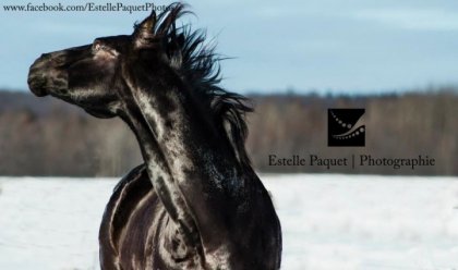 He's one Fancy Zip, hongre Quarter Horse, propriété de Jinny...
