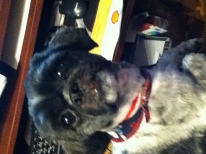 Mon chien. Willy