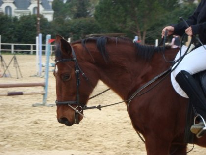 La beauté d'un cheval n' pas de prix &#9829; (cheval d'une jeune...
