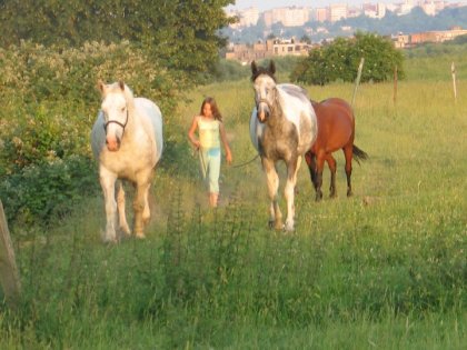 mes chevaux libre comme le vent