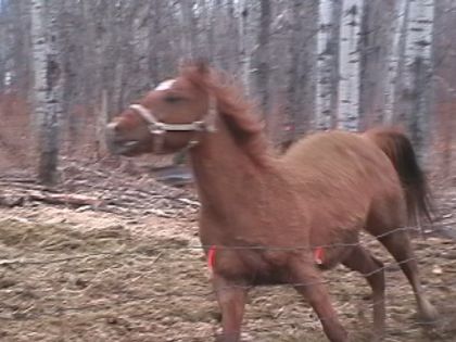 Cheval en liberté