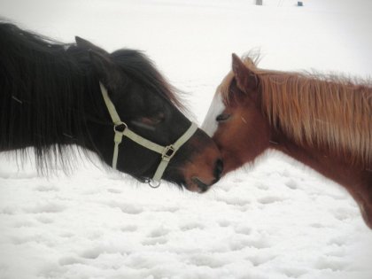 Mes 2 gros bebe qui s'aime beaucoup :)