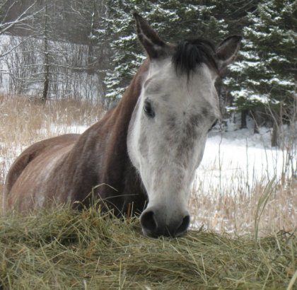Jument warmblood grise en train de manger son foin