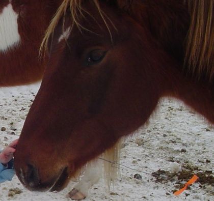 Tête d'un cheval avec crinière blonde