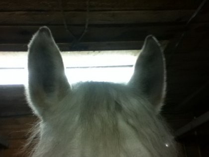 L'aire du paradis souffle entre les oreilles des chevaux <3     ...