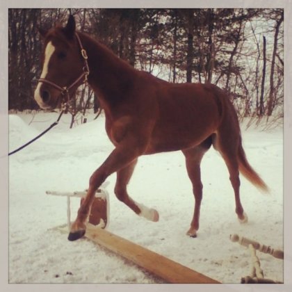 Premier saut en longe pour Splash <3