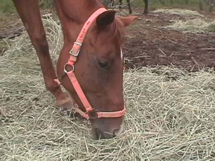LUNE TOUROUGHEBRED ANCIENNE JUMENT DE COURSE AU GALOP