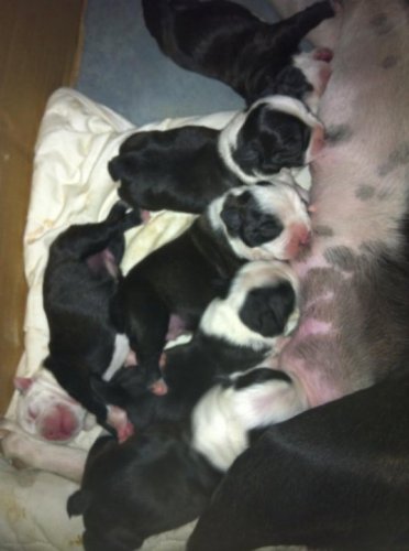 Ma petite porté de boston terrier :)