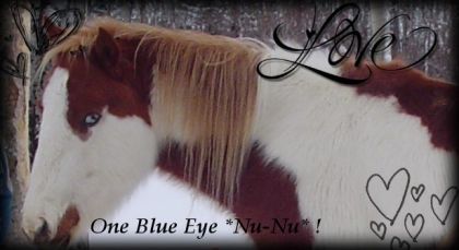 Montage d'un photo de cheval