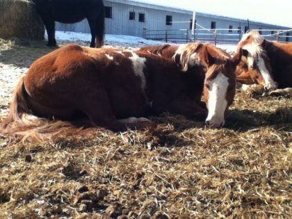 Mon cheval qui dormait