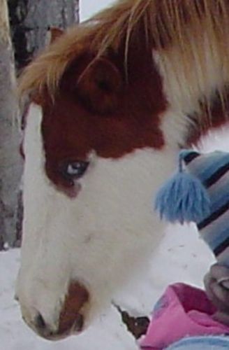 Tête d'un cheval
