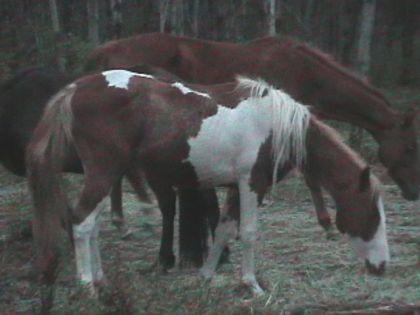 Cheval de 1 an