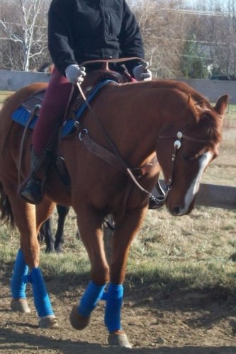Mon cheval de plaisance