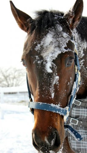Manhattan dans la neige