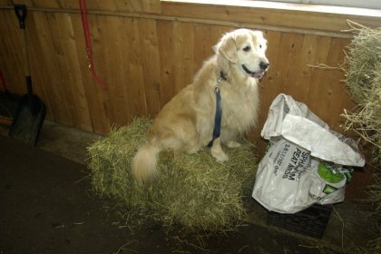 Chien assis sur une balle de foin