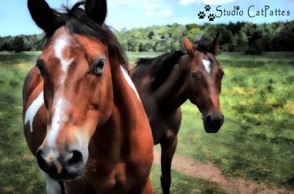 Chevaux d'un de mes amis que j'ai photographiés cette été!