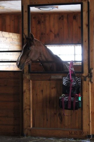 Ma Cybelle dans son grand box  :)   - 20 mars 2013