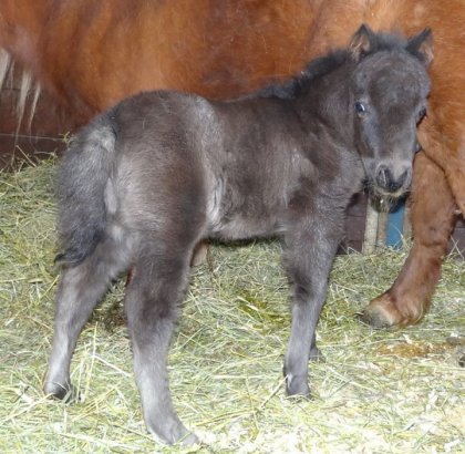 Mr.Freeze est mon premier cheval a moi, ces un cheval miniature...