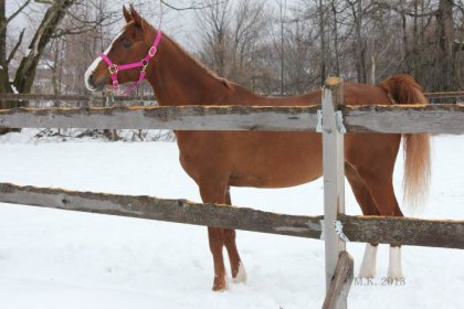 Ma belle arabe  (L)  -  13 avril 2013