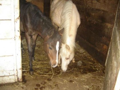 Voici mes jumeaux qui auront bientôt 1 an !!!