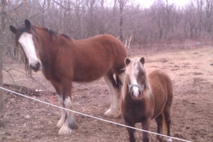 chevaux de ma chère maman