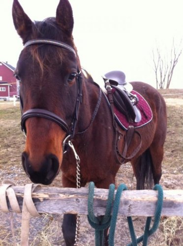 photo par CarooC t'as une face de cheval qui irai bien sur le bbq :)
