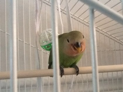 Mon tit amour...