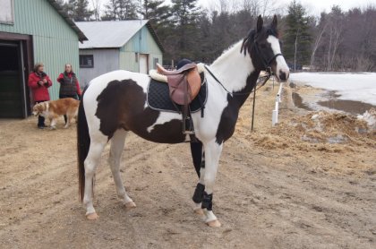 Mon nouveau cheval :D