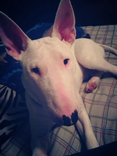 Mon Bull <3
