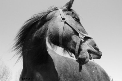 Photo noir et blanc d'un cheval avec brin d'herbe entre les dents
