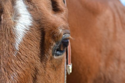 l'âme a travers le regard