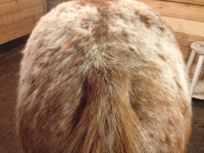 Belle fesse picoté de mon Pok!