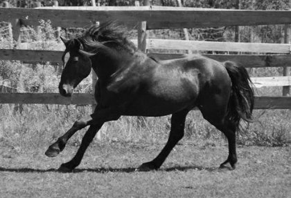 Mon bel étalon Perceval n'est plus étalon depuis hier!