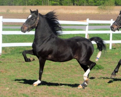 Mon poney Barry en liberté