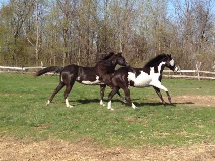 Nightwish et Faith (Beauty) 2 ans 