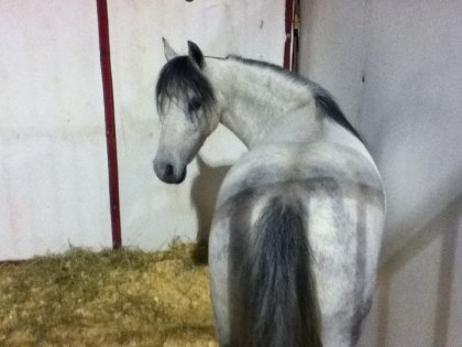 Un joli petit poney <3