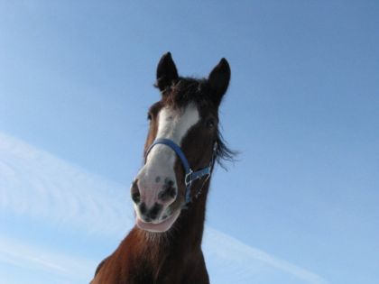 clyde
