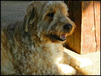 photo par VaVa92 Bambou, le chien d'une amie :)