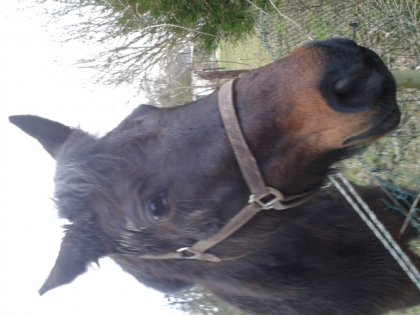mon cheval