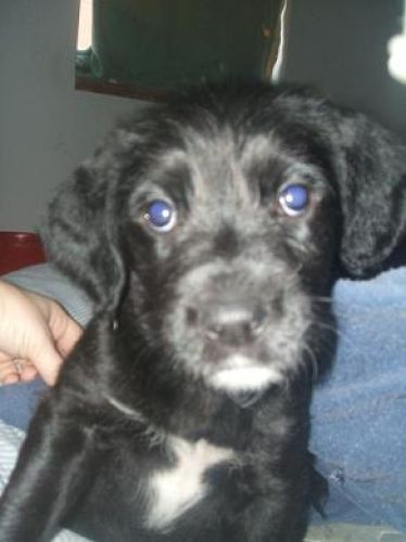 ma petite maya elle est labrador croisé shnauzer!