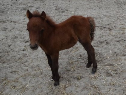 Cybel, 3 semaines