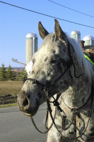 Le beau et grand Spot  , le cheval de mon amie !