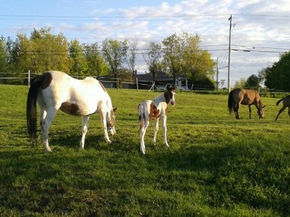 Maman et b&eacute;b&eacute; dans la prairie :)