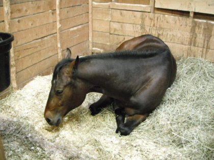 Ouf! la journée a été épuisante...ZZzzZZZzzzzzz...!