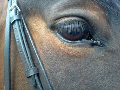 Le beau petit regard tendre de ma jument :)