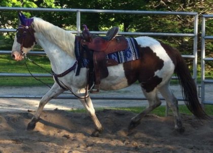 Paint horse à l'entraînement