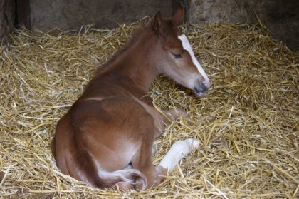 photo par Myhorsez