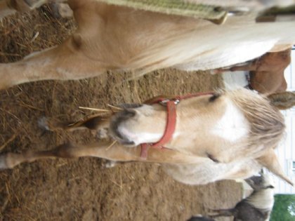 Ma lady (pas les plus belle photo au monde mais bon :P )